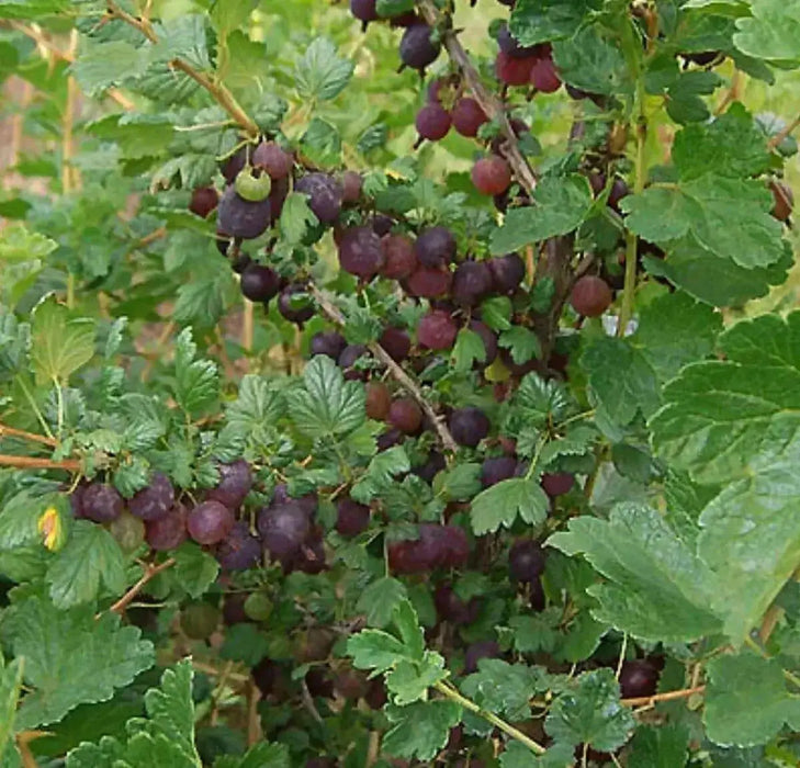 Black Velvet Gooseberry (Live plants) Perennial Vine, Shrub - Caribbean garden seed