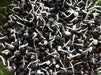 Black Mung Bean,(Vigna mungo) - Organic, UNTREATED, ASIAN VEGETABLE - Caribbean garden seed