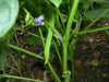 Black Mung Bean,(Vigna mungo) - Organic, UNTREATED, ASIAN VEGETABLE - Caribbean garden seed