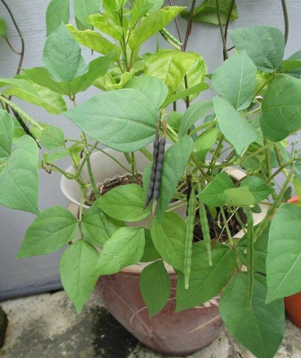 Black Mung Bean,(Vigna mungo) - Organic, UNTREATED, ASIAN VEGETABLE - Caribbean garden seed