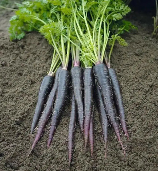 Black Nebula - carrots Seeds, ANNUAL Vegetable! - Caribbean garden seed