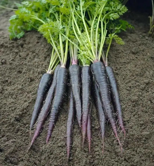 Black Nebula - carrots Seeds, ANNUAL Vegetable! - Caribbean garden seed