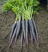Black Nebula - carrots Seeds, ANNUAL Vegetable! - Caribbean garden seed