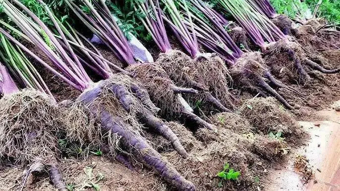 Black Nebula - carrots Seeds, ANNUAL Vegetable! - Caribbean garden seed