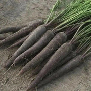 Black Nebula - carrots Seeds, ANNUAL Vegetable! - Caribbean garden seed