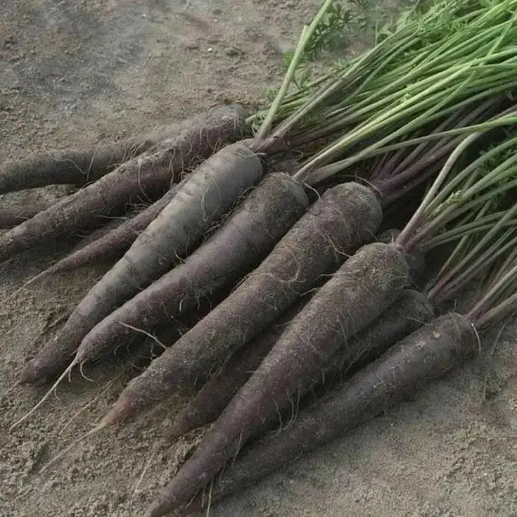 Black Nebula - carrots Seeds, ANNUAL Vegetable! - Caribbean garden seed