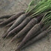 Black Nebula - carrots Seeds, ANNUAL Vegetable! - Caribbean garden seed