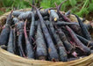 Black Nebula - carrots Seeds, ANNUAL Vegetable! - Caribbean garden seed