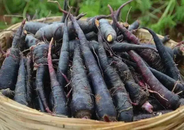 Black Nebula - carrots Seeds, ANNUAL Vegetable! - Caribbean garden seed
