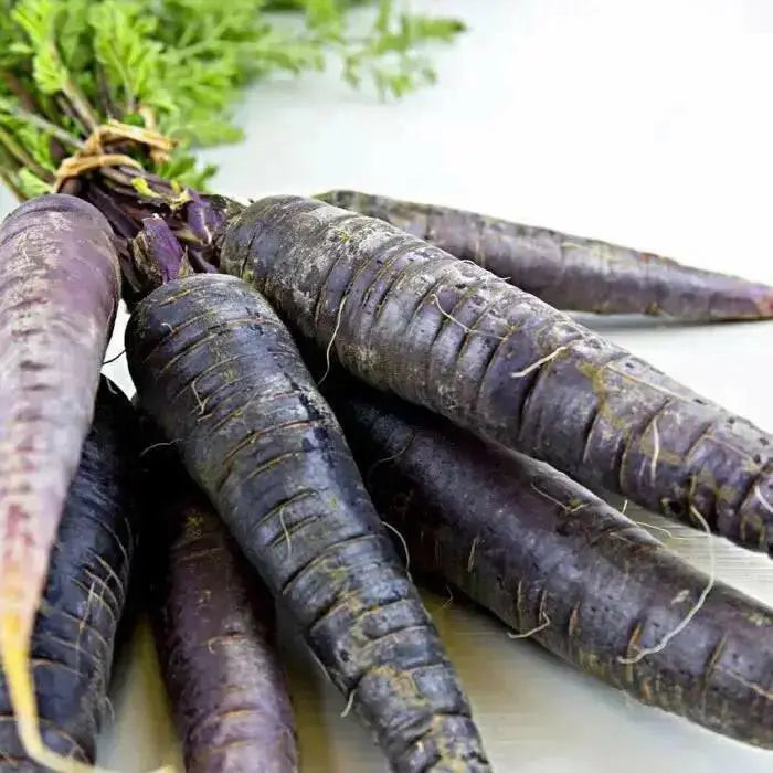 Black Nebula - carrots Seeds, ANNUAL Vegetable! - Caribbean garden seed