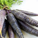 Black Nebula - carrots Seeds, ANNUAL Vegetable! - Caribbean garden seed
