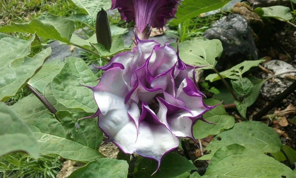 Blackcurrant Swirl Angel's Trumpet Seeds ,Super-fragrant DOUBLE Blooms! Amazing tropical beauty - Caribbean garden seed