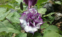 Blackcurrant Swirl Angel's Trumpet Seeds ,Super-fragrant DOUBLE Blooms! Amazing tropical beauty - Caribbean garden seed