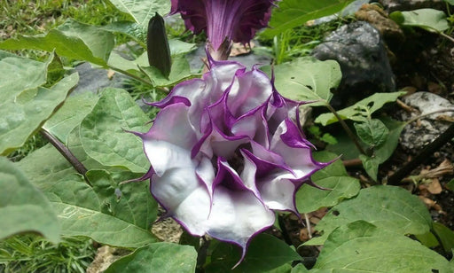 Blackcurrant Swirl Angel's Trumpet Seeds ,Super-fragrant DOUBLE Blooms! Amazing tropical beauty - Caribbean garden seed