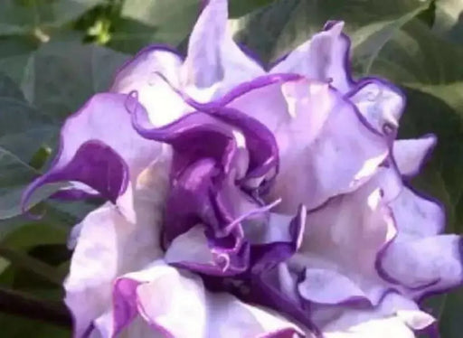 Blackcurrant Swirl Angel's Trumpet Seeds ,Super-fragrant DOUBLE Blooms! Amazing tropical beauty - Caribbean garden seed