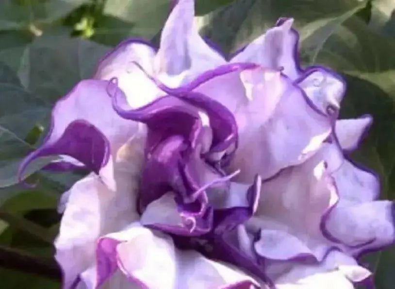 Blackcurrant Swirl Angel's Trumpet Seeds ,Super-fragrant DOUBLE Blooms! Amazing tropical beauty - Caribbean garden seed