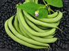 BLACK VALENTINE bean - Bush BEAN, annual vegetable - Caribbean garden seed