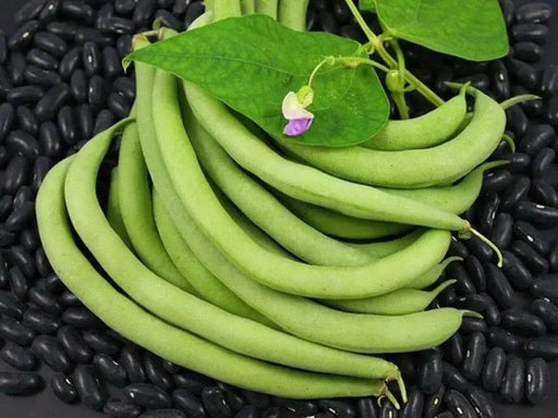 BLACK VALENTINE bean - Bush BEAN, annual vegetable - Caribbean garden seed