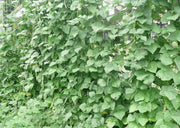 BLACK VALENTINE bean - Bush BEAN, annual vegetable - Caribbean garden seed