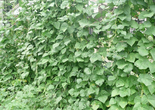 BLACK VALENTINE bean - Bush BEAN, annual vegetable - Caribbean garden seed
