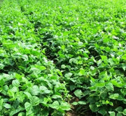 BLACK VALENTINE bean - Bush BEAN, annual vegetable - Caribbean garden seed