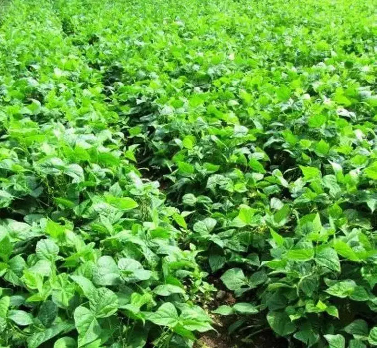 BLACK VALENTINE bean - Bush BEAN, annual vegetable - Caribbean garden seed