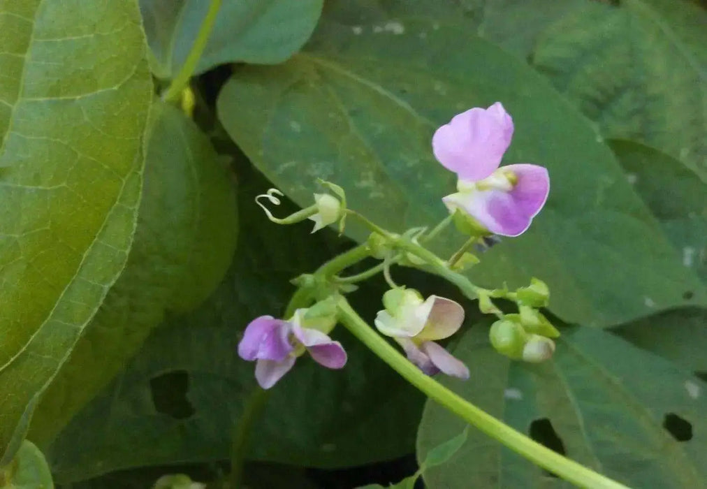 BLACK VALENTINE bean - Bush BEAN, annual vegetable - Caribbean garden seed