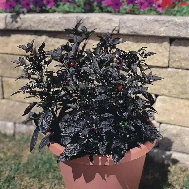 Black Pearl PEPPER (Live PLANTS-3'POTS)  Capsicum annuum-Ornamental - Caribbean garden seed