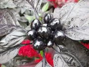 Black Pearl PEPPER (Live PLANTS-3'POTS)  Capsicum annuum-Ornamental - Caribbean garden seed
