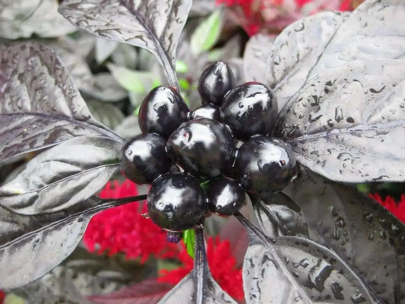 Black Pearl PEPPER (Live PLANTS-3'POTS)  Capsicum annuum-Ornamental - Caribbean garden seed