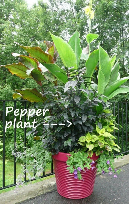 Black Pearl PEPPER (Live PLANTS-3'POTS)  Capsicum annuum-Ornamental - Caribbean garden seed