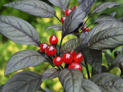 Black Pearl PEPPER (Live PLANTS-3'POTS)  Capsicum annuum-Ornamental - Caribbean garden seed