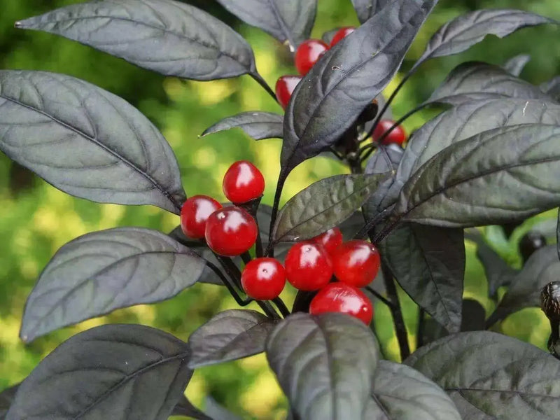 Black Pearl PEPPER (Live PLANTS-3'POTS)  Capsicum annuum-Ornamental - Caribbean garden seed