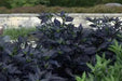 Black Pearl PEPPER (Live PLANTS-3'POTS)  Capsicum annuum-Ornamental - Caribbean garden seed