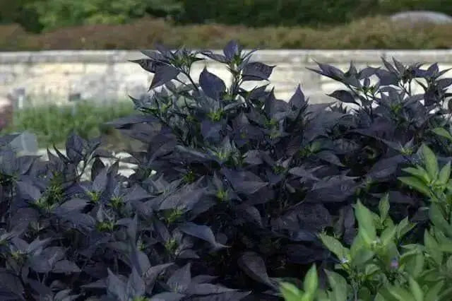 Black Pearl PEPPER (Live PLANTS-3'POTS)  Capsicum annuum-Ornamental - Caribbean garden seed