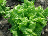 Black Seeded Simpson Green Leaf Lettuce - Organic Non-GMO - Open-Pollinated - Caribbean garden seed