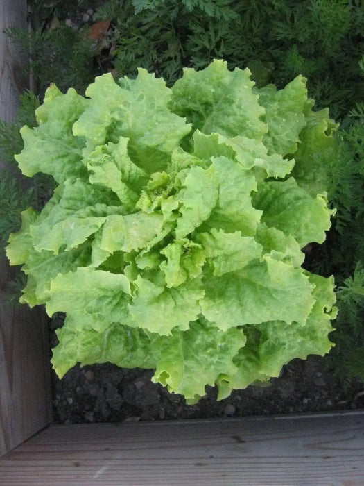 Black Seeded Simpson Green Leaf Lettuce - Organic Non-GMO - Open-Pollinated - Caribbean garden seed