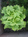 Black Seeded Simpson Green Leaf Lettuce - Organic Non-GMO - Open-Pollinated - Caribbean garden seed