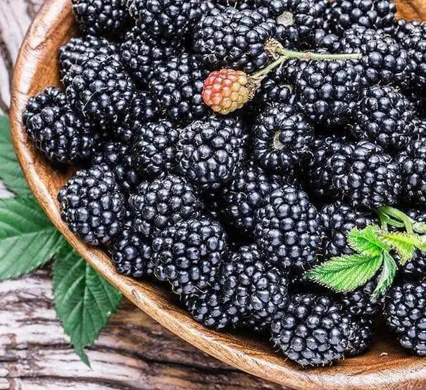 BLACKBERRY Cheyenne ( 1YR Plant ) PERENNIAL SHRUB - Caribbean garden seed