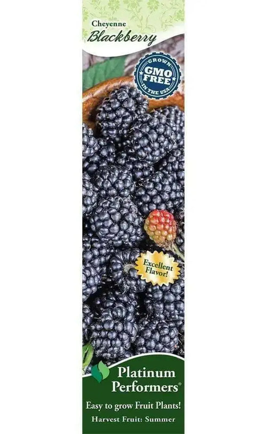 BLACKBERRY Cheyenne ( 1YR Plant ) PERENNIAL SHRUB - Caribbean garden seed