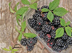 BLACKBERRY Cheyenne ( 1YR Plant ) PERENNIAL SHRUB - Caribbean garden seed