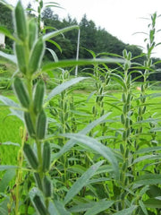 Black Sesame  seeds -Asian Vegetable - Caribbean garden seed