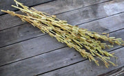 Black Sesame  seeds -Asian Vegetable - Caribbean garden seed