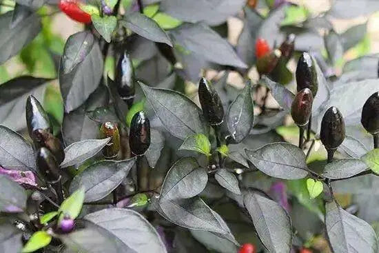 Black PRINCE ,PEPPER SEEDS Capsicum annuum-Ornamental - Caribbean garden seed