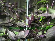 Black PRINCE ,PEPPER SEEDS Capsicum annuum-Ornamental - Caribbean garden seed