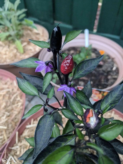 Black PRINCE ,PEPPER SEEDS Capsicum annuum-Ornamental - Caribbean garden seed