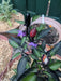 Black PRINCE ,PEPPER SEEDS Capsicum annuum-Ornamental - Caribbean garden seed