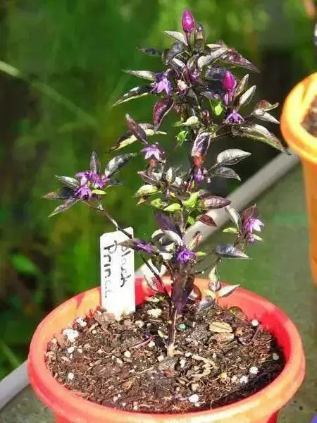 Black PRINCE ,PEPPER SEEDS Capsicum annuum-Ornamental - Caribbean garden seed