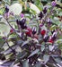 Black PRINCE ,PEPPER SEEDS Capsicum annuum-Ornamental - Caribbean garden seed