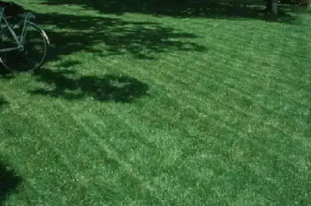 Blackjack Bermudagrass Seed,perfect for the home lawn, parks &r sports fields. - Caribbean garden seed